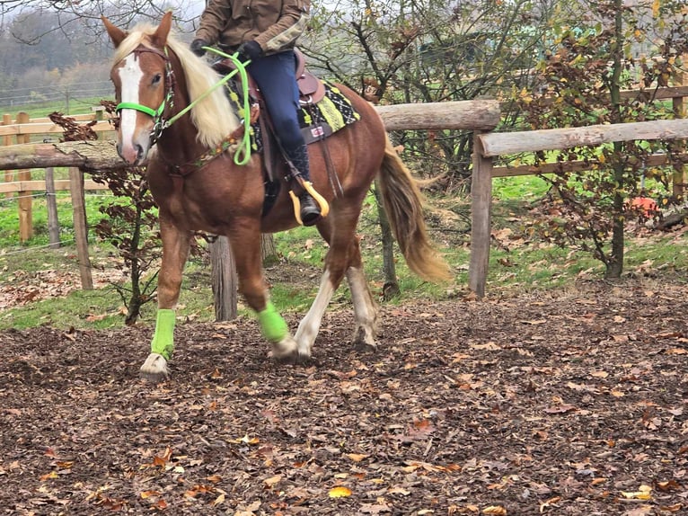 Altre razze Castrone 4 Anni 154 cm Sauro in Linkenbach