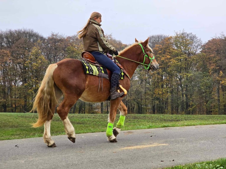 Altre razze Castrone 4 Anni 154 cm Sauro in Linkenbach