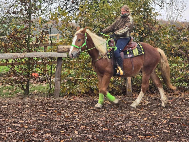 Altre razze Castrone 4 Anni 154 cm Sauro in Linkenbach