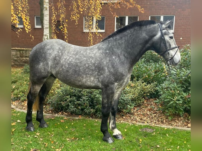 Altre razze Castrone 4 Anni 155 cm Grigio in Hopsten
