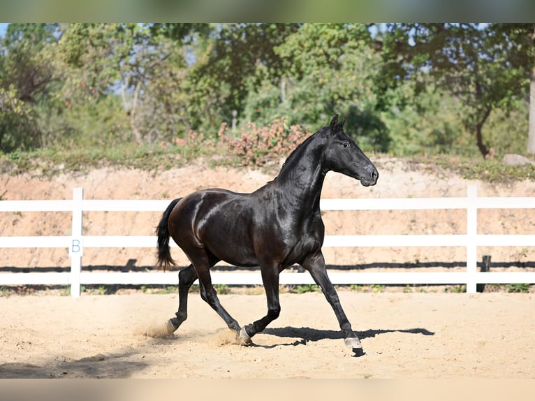 Altre razze Mix Castrone 4 Anni 156 cm Baio scuro in Jovariškės