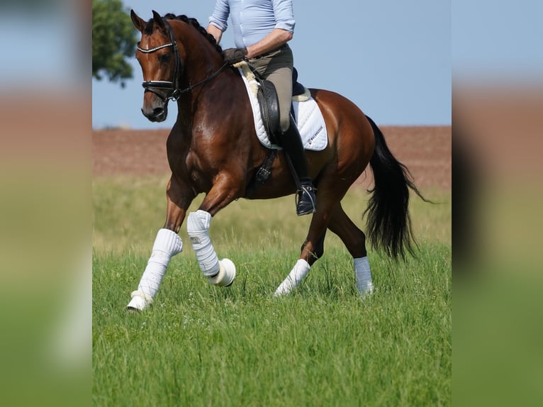 Altre razze Castrone 4 Anni 157 cm Baio in Nettersheim