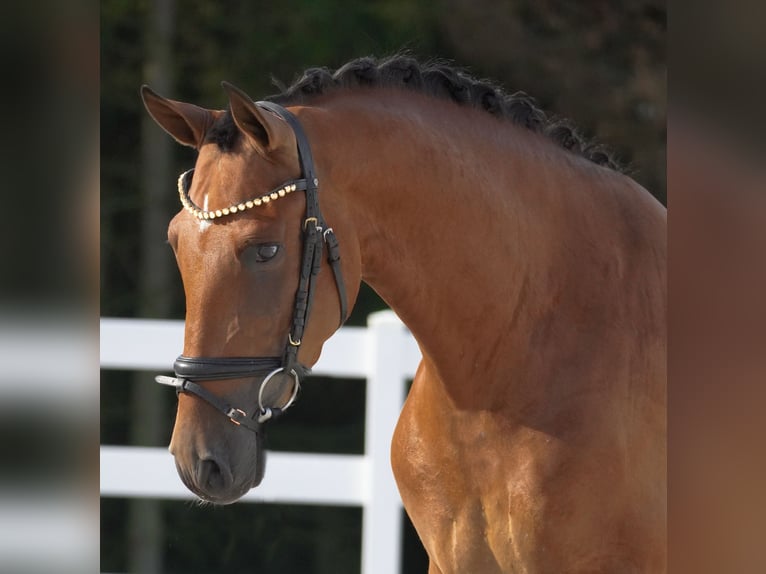 Altre razze Castrone 4 Anni 157 cm Baio in Nettersheim