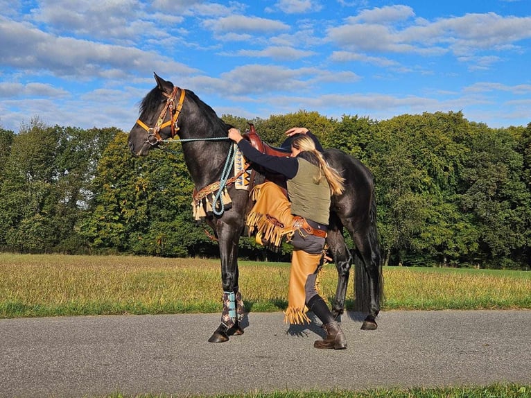 Altre razze Castrone 4 Anni 157 cm Morello in Linkenbach