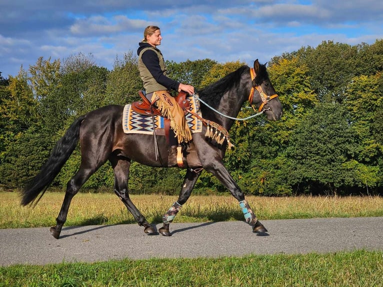 Altre razze Castrone 4 Anni 157 cm Morello in Linkenbach