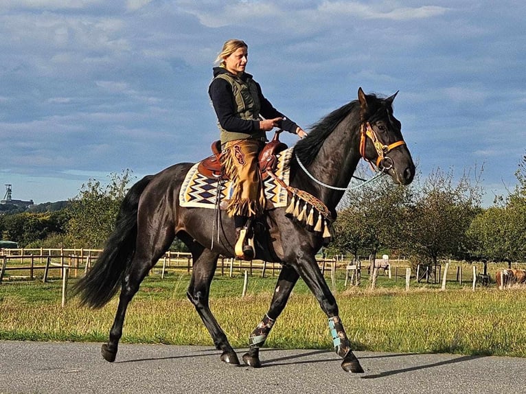 Altre razze Castrone 4 Anni 157 cm Morello in Linkenbach