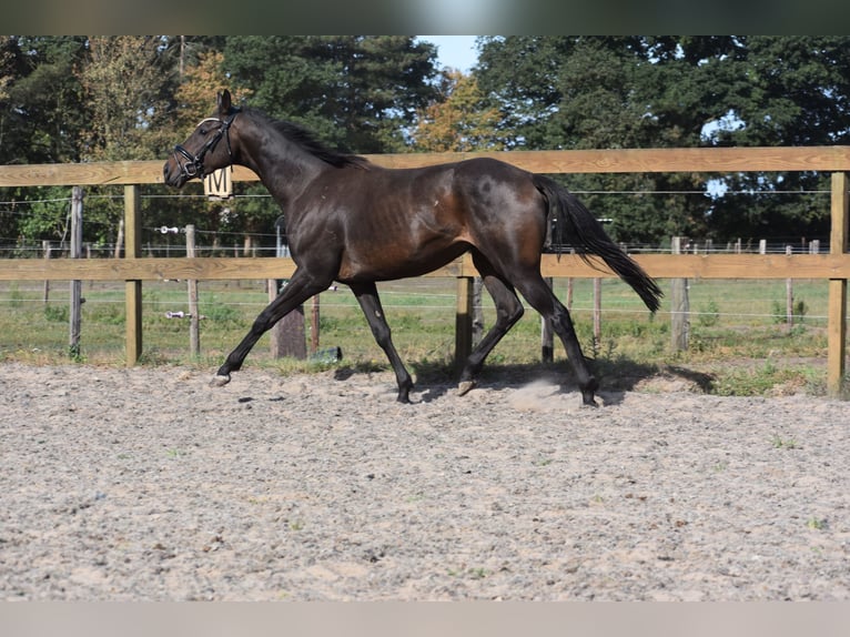 Altre razze Castrone 4 Anni 158 cm Morello in Achtmaal