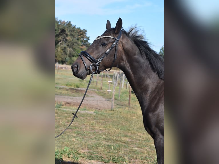 Altre razze Castrone 4 Anni 158 cm Morello in Achtmaal