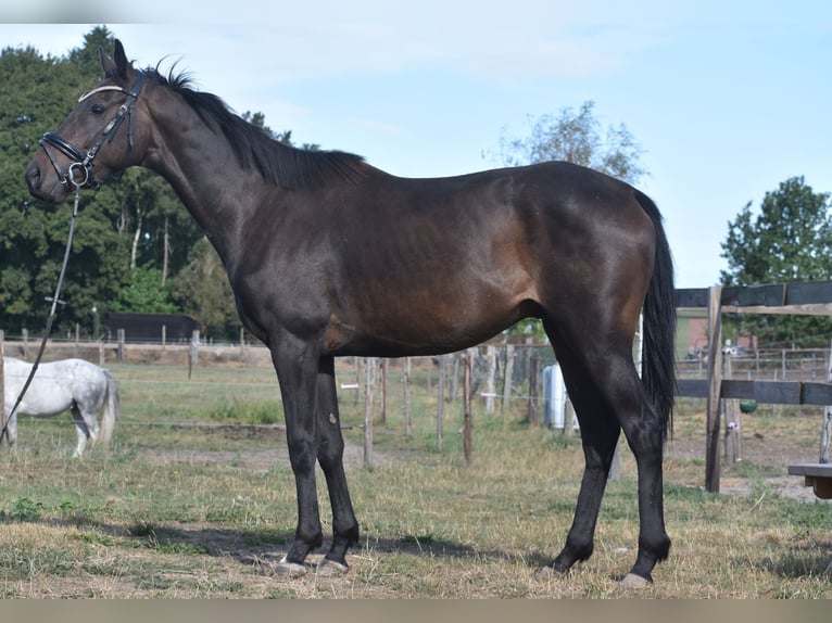 Altre razze Castrone 4 Anni 158 cm Morello in Achtmaal