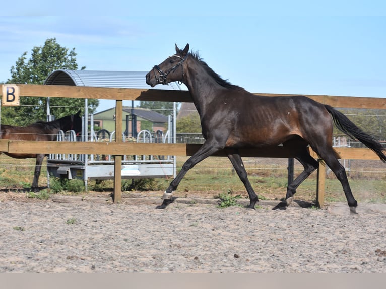 Altre razze Castrone 4 Anni 158 cm Morello in Achtmaal
