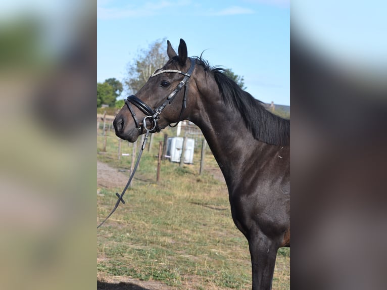Altre razze Castrone 4 Anni 158 cm Morello in Achtmaal