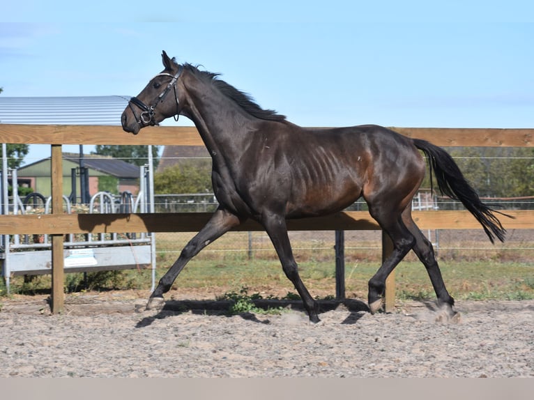 Altre razze Castrone 4 Anni 158 cm Morello in Achtmaal