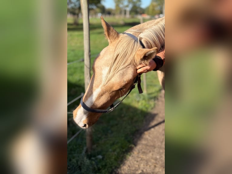 Altre razze Castrone 4 Anni 158 cm Palomino in Soltau