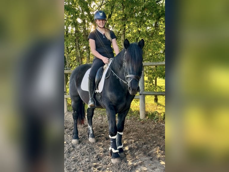 Altre razze Castrone 4 Anni 159 cm Morello in Bünde