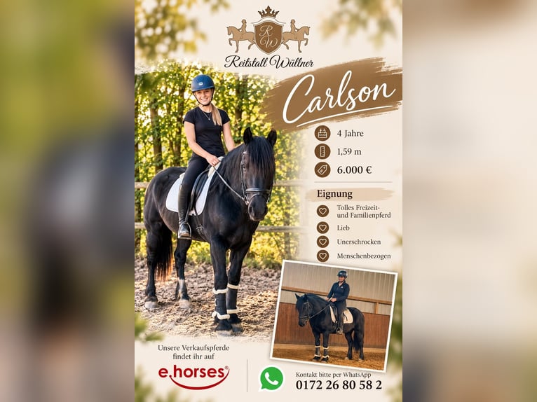 Altre razze Castrone 4 Anni 159 cm Morello in Bünde