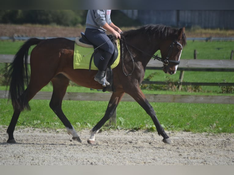 Altre razze Castrone 4 Anni 160 cm Baio in Breda