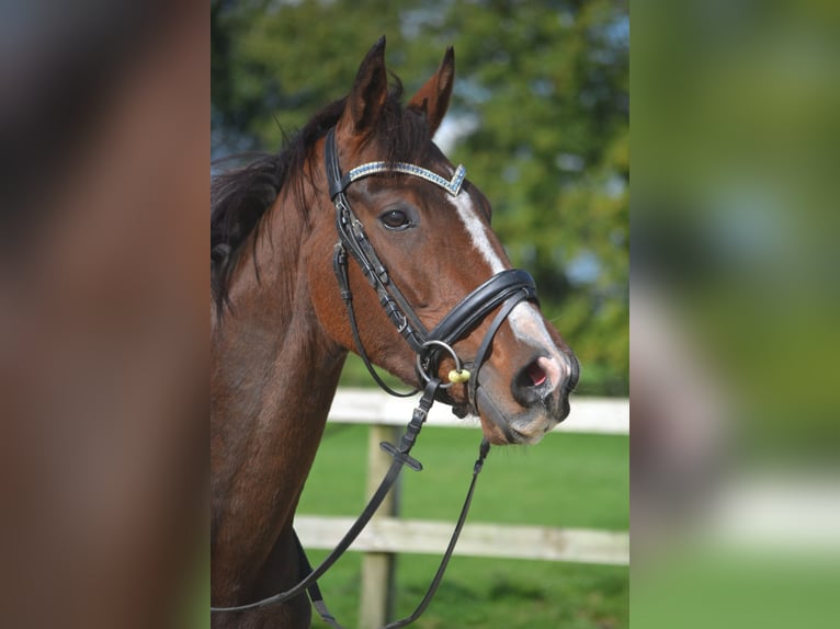 Altre razze Castrone 4 Anni 160 cm Baio in Breda