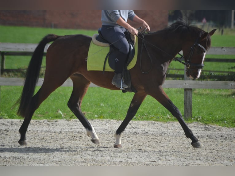 Altre razze Castrone 4 Anni 160 cm Baio in Wuustwezel