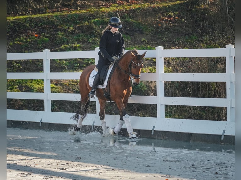 Altre razze Castrone 4 Anni 160 cm Baio in Nettersheim