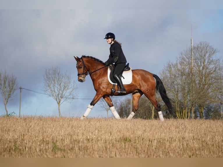 Altre razze Castrone 4 Anni 160 cm Baio in Nettersheim