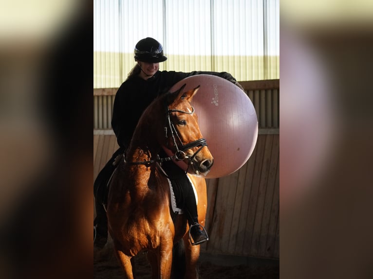 Altre razze Castrone 4 Anni 160 cm Baio in Nettersheim