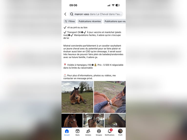 Altre razze Castrone 4 Anni 160 cm Baio ciliegia in Hampigny