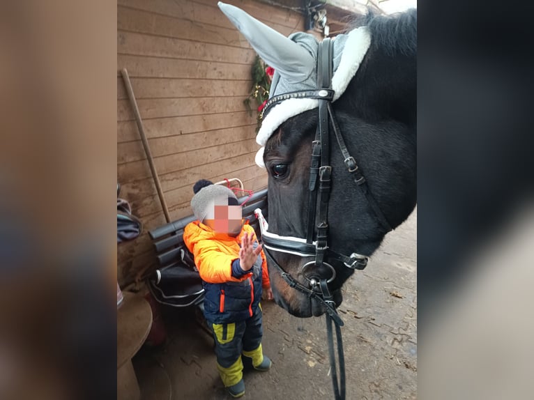 Altre razze Castrone 4 Anni 160 cm Baio nero in Bayreuth