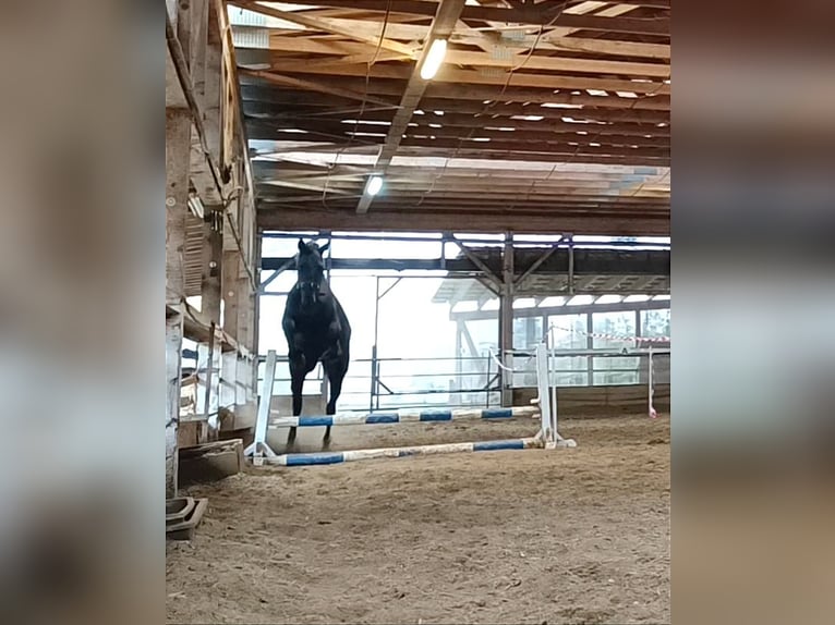 Altre razze Castrone 4 Anni 160 cm Baio nero in Bayreuth