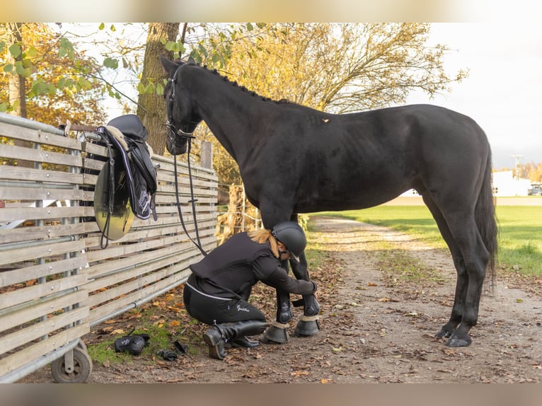 Altre razze Castrone 4 Anni 160 cm Baio nero in Bayreuth