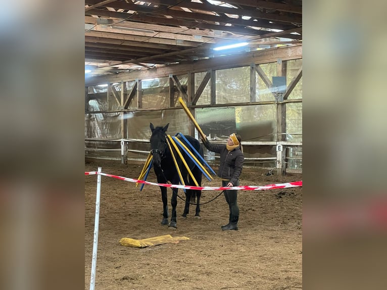 Altre razze Castrone 4 Anni 160 cm Baio nero in Bayreuth