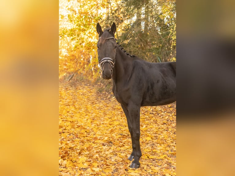 Altre razze Castrone 4 Anni 160 cm Baio nero in Bayreuth