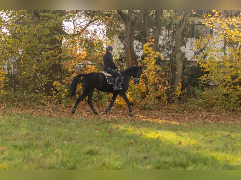 Altre razze Castrone 4 Anni 160 cm Baio nero in Bayreuth