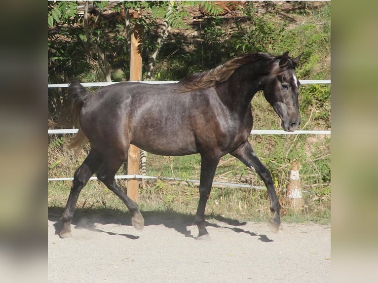 Altre razze Castrone 4 Anni 160 cm Grigio in Gréoux les bains.