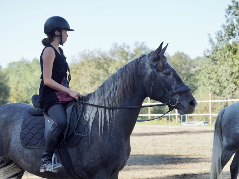 Altre razze Castrone 4 Anni 160 cm Grigio in Gréoux les bains.