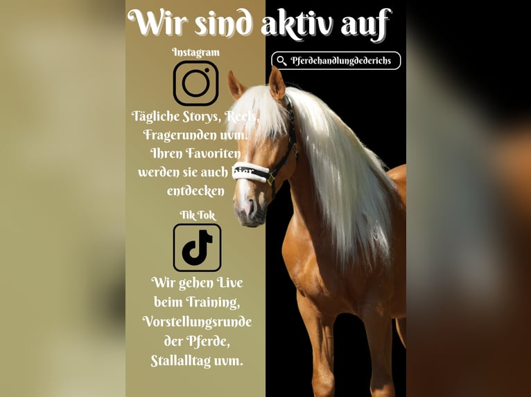 Altre razze Castrone 4 Anni 160 cm Palomino in Nettersheim