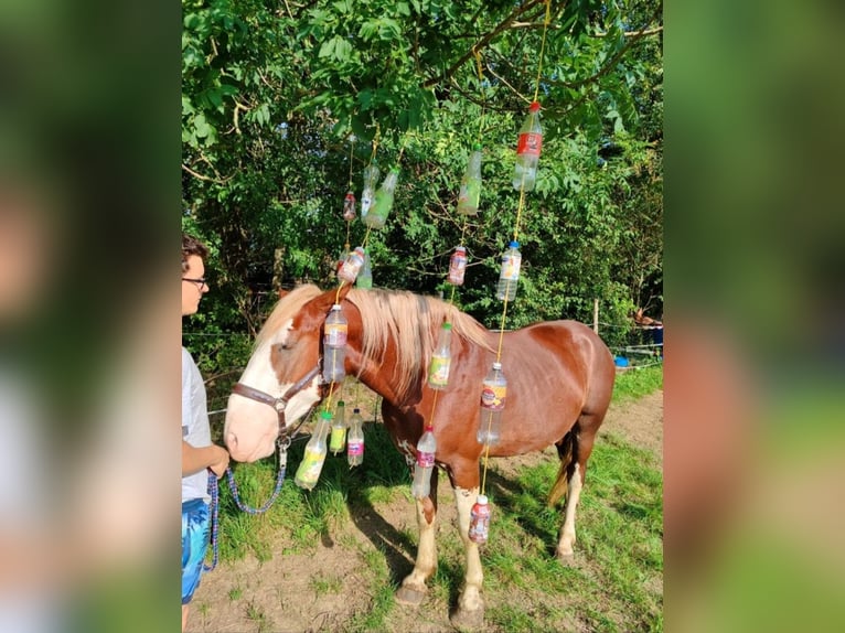 Altre razze Castrone 4 Anni 160 cm Sauro in Geltendorf