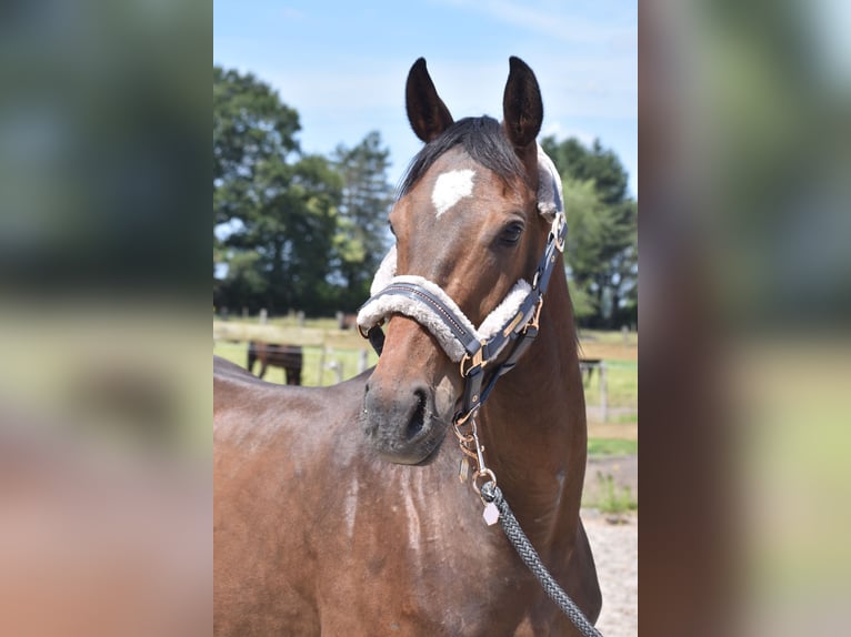 Altre razze Castrone 4 Anni 162 cm Baio scuro in Achtmaal