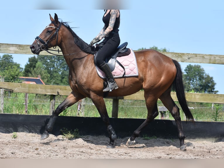 Altre razze Castrone 4 Anni 162 cm Baio scuro in Achtmaal