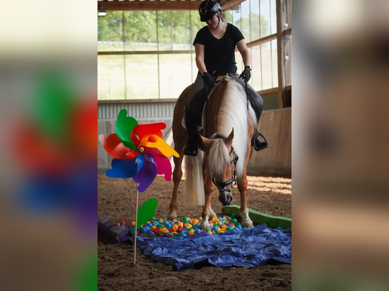 Altre razze Castrone 4 Anni 162 cm Palomino in Nettersheim