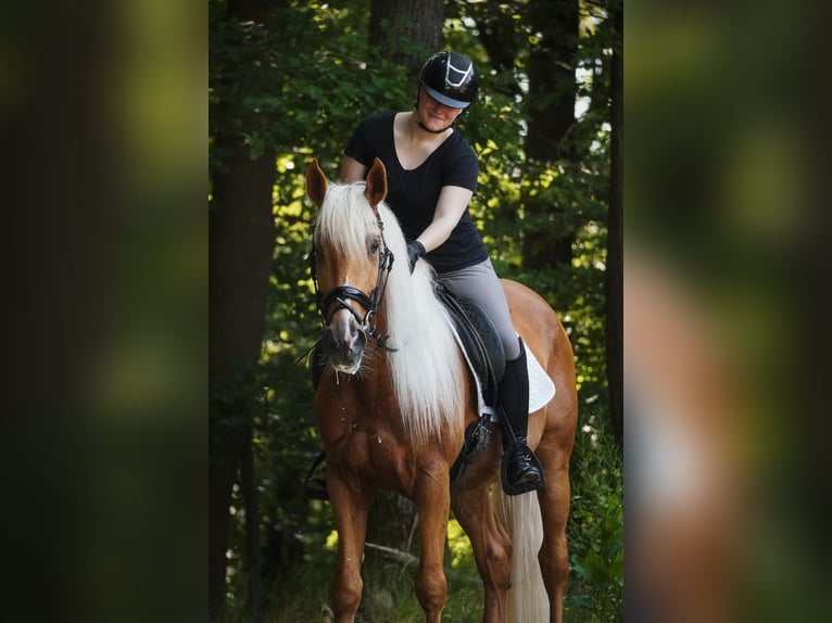 Altre razze Castrone 4 Anni 162 cm Palomino in Nettersheim