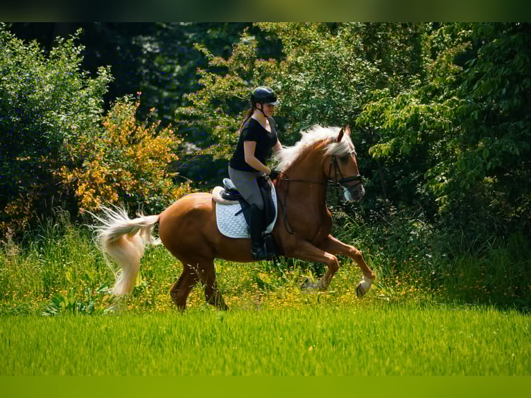 Altre razze Castrone 4 Anni 162 cm Palomino in Nettersheim