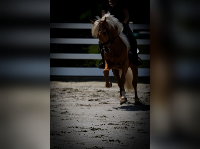 Altre razze Castrone 4 Anni 162 cm Palomino in Nettersheim