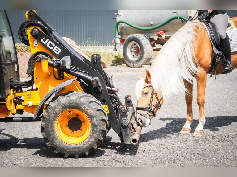 Altre razze Castrone 4 Anni 162 cm Palomino in Nettersheim