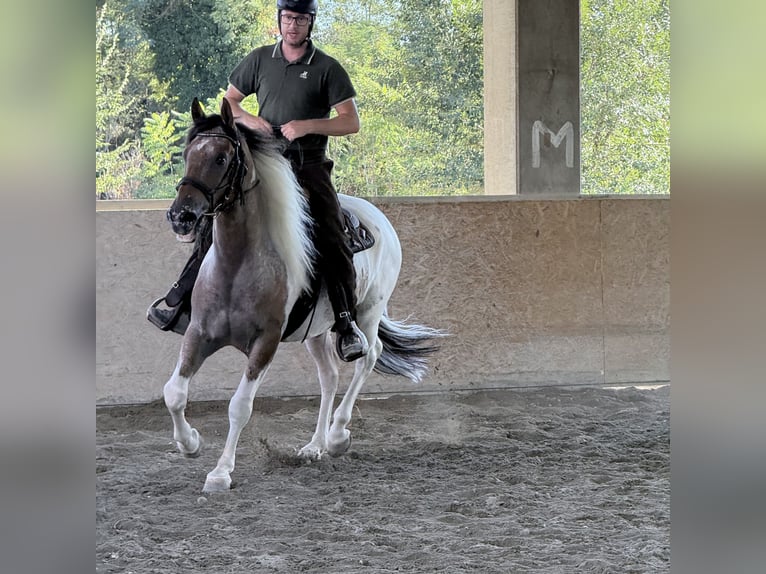 Altre razze Castrone 4 Anni 162 cm Pezzato in Castel Goffredo