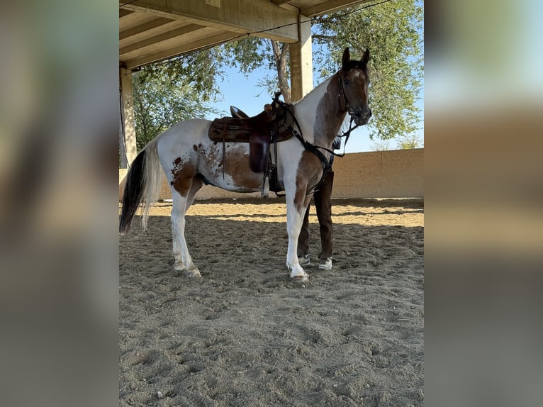 Altre razze Castrone 4 Anni 162 cm Pezzato in Castel Goffredo