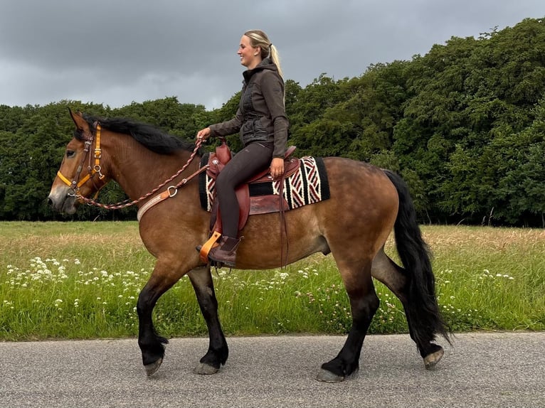 Altre razze Castrone 4 Anni 163 cm Baio in Linkenbach