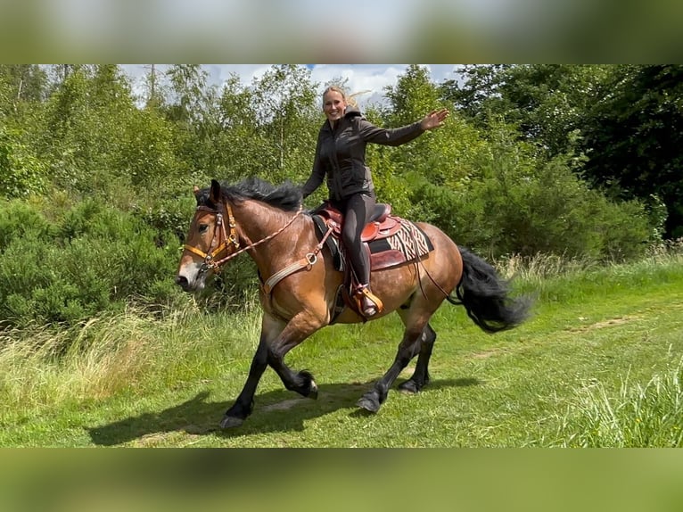 Altre razze Castrone 4 Anni 163 cm Baio in Linkenbach