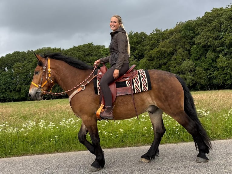 Altre razze Castrone 4 Anni 163 cm Baio in Linkenbach