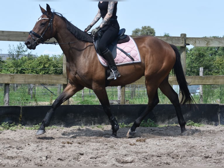 Altre razze Castrone 4 Anni 163 cm Baio scuro in Achtmaal