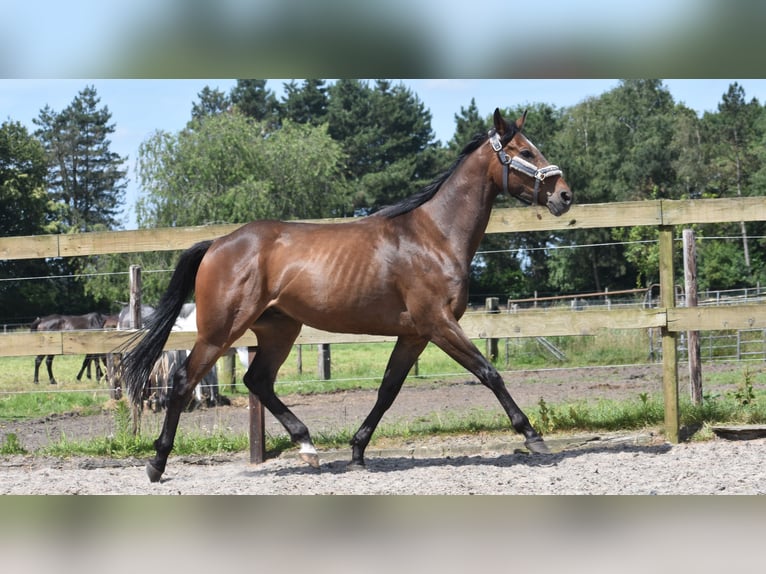 Altre razze Castrone 4 Anni 163 cm Baio scuro in Achtmaal